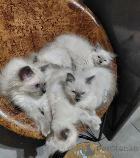 Photo №1. birman - for sale in the city of Kamern | 361$ | Announcement № 173911