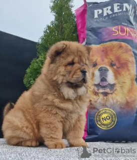 Photo №1. chow chow - for sale in the city of Нови Сад | negotiated | Announcement № 83141