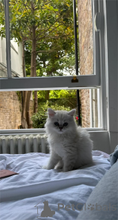 Photo №2 to announcement № 151547 for the sale of british longhair - buy in Germany 