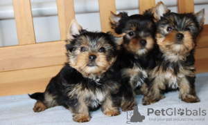 Photo №2 to announcement № 98143 for the sale of yorkshire terrier - buy in Netherlands private announcement