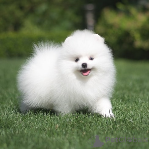 Photo №1. pomeranian - for sale in the city of Штутгарт | 380$ | Announcement № 120563