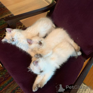 Photo №1. ragamuffin cat - for sale in the city of Beverweg | 609$ | Announcement № 171976