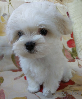 Photo №1. maltese dog - for sale in the city of Kiev | 1500$ | Announcement № 14735