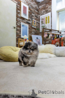 Photo №2 to announcement № 151659 for the sale of pomeranian - buy in Spain private announcement