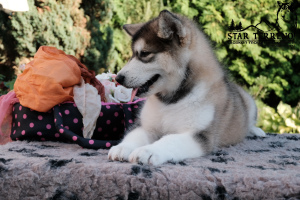 Photo №1. alaskan malamute - for sale in the city of Grodno | 335$ | Announcement № 3321