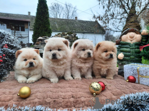 Photo №1. chow chow - for sale in the city of Belgrade | negotiated | Announcement № 125054