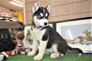 Photo №1. siberian husky - for sale in the city of Calgary | 500$ | Announcement № 174341