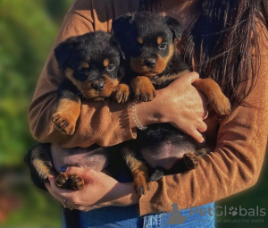 Photo №2 to announcement № 42255 for the sale of rottweiler - buy in Germany private announcement