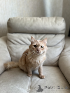 Photo №3. Charming YouTube. Belarus