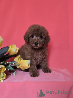 Photo №2 to announcement № 166421 for the sale of poodle (toy) - buy in Serbia breeder