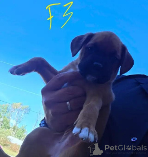 Photo №2 to announcement № 175983 for the sale of dogue de bordeaux - buy in Germany private announcement