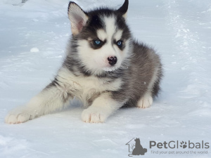 Photo №2 to announcement № 9373 for the sale of siberian husky - buy in Russian Federation from nursery