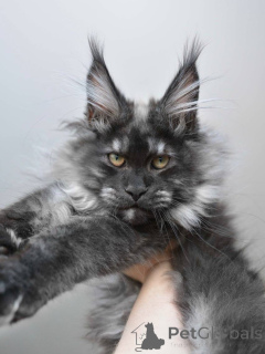 Photo №1. maine coon - for sale in the city of Leudlange | negotiated | Announcement № 155171