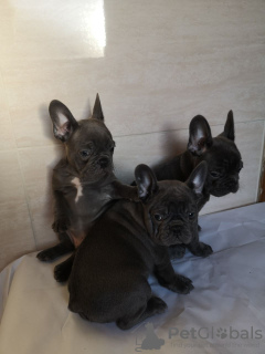 Photo №1. french bulldog - for sale in the city of Дортмунд | 370$ | Announcement № 108111