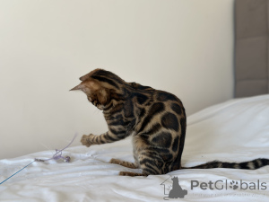 Photo №3. Gorgeous Bengal boy for breeding. United States