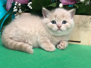 Photo №2 to announcement № 6075 for the sale of british shorthair - buy in Russian Federation from nursery, breeder