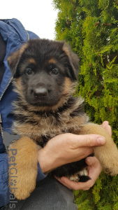 Photo №3. german shepherd puppies. Belarus