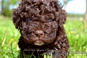 Photo №3. Lagotto Romagnolo puppies. Serbia