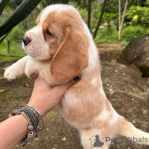 Photo №1. beagle - for sale in the city of Bonn | 380$ | Announcement № 120618