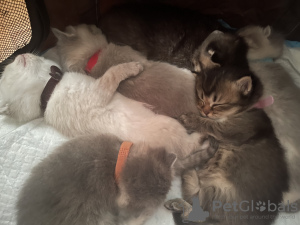 Photo №1. british shorthair - for sale in the city of Франкфурт-на-Майне | negotiated | Announcement № 100053