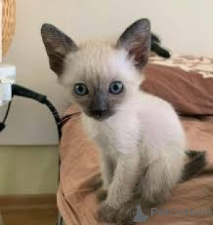 Photo №4. I will sell siamese cat in the city of Bern. private announcement, breeder - price - 568$
