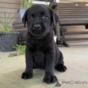 Photo №3. Mimi Labrador Retriever Female 9 Weeks Old Ready to Go Home. Germany