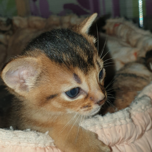 Photo №4. I will sell abyssinian cat in the city of Mogilyov. private announcement, from nursery, breeder - price - 542$