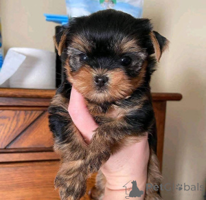 Photo №3. Available cute Yorkie puppies for adoption. Ukraine