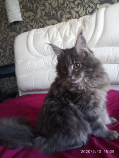 Photo №3. Maine Coon kitten for sale. Ukraine