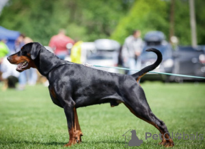 Photo №2 to announcement № 30114 for the sale of dobermann - buy in Ukraine from nursery