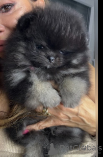 Photo №1. pomeranian - for sale in the city of Belgrade | negotiated | Announcement № 115024