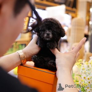 Photo №2 to announcement № 151984 for the sale of poodle (toy) - buy in United States breeder
