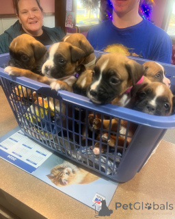 Photo №3. Beautiful Boxer puppies raised with love and care. Netherlands