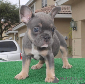 Photo №1. french bulldog - for sale in the city of Geneva | Is free | Announcement № 19448