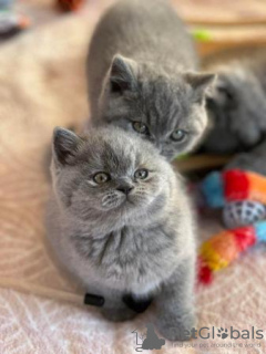 Photo №1. british shorthair - for sale in the city of Mannheim | 211$ | Announcement № 92679