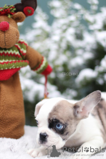 Additional photos: VIP French bulldog puppy rare color Merle blue white black girl and boy female