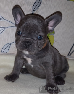 Photo №1. french bulldog - for sale in the city of Londonderry | 423$ | Announcement № 115324