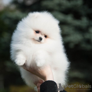 Additional photos: Pomeranian puppies