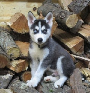 Photo №1. siberian husky - for sale in the city of Antwerp | Is free | Announcement № 154297