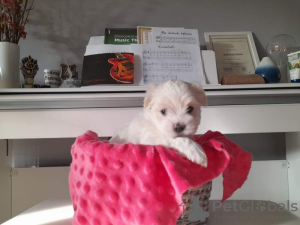 Photo №1. non-pedigree dogs - for sale in the city of New York | 260$ | Announcement № 90294