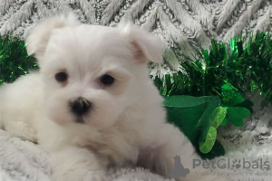 Photo №1. maltese dog - for sale in the city of Marietta | negotiated | Announcement № 110060