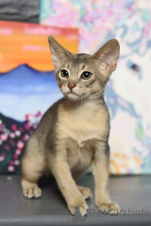 Photo №1. abyssinian cat - for sale in the city of Minsk | 700$ | Announcement № 153745