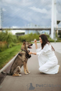 Photo №3. Smart and kind dog Sam is looking for a home! In good hands. Russian Federation