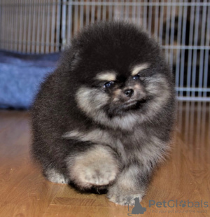 Photo №1. pomeranian - for sale in the city of Suceava | negotiated | Announcement № 112144