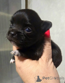 Photo №4. I will sell chihuahua in the city of Zrenjanin. breeder - price - negotiated
