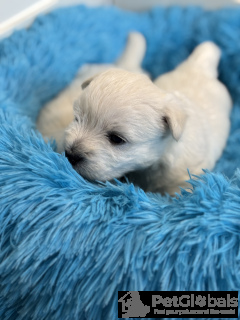 Photo №2 to announcement № 134424 for the sale of non-pedigree dogs - buy in Poland breeder