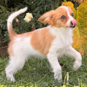 Photo №1. papillon dog - for sale in the city of Berlin | 516$ | Announcement № 178729