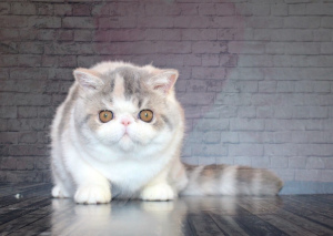 Photo №1. exotic shorthair - for sale in the city of Kiev | Negotiated | Announcement № 4054