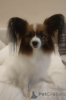 Photo №1. papillon dog - for sale in the city of Szczecin | 103$ | Announcement № 139092