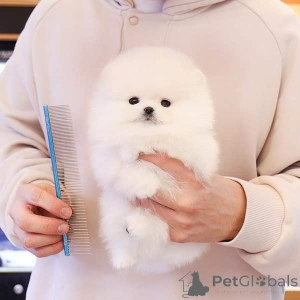 Photo №2 to announcement № 135454 for the sale of pomeranian - buy in United States private announcement